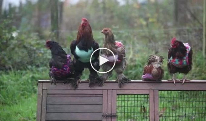 Англичанки вяжут жилеты для пожилых курочек (3 фото + 1 видео)