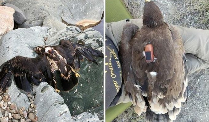 Парень нашёл орла с GPS-навигатором и теперь можно узнать, где он летал все 20 лет (4 фото)