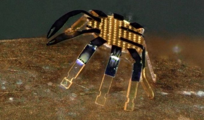 Ученые из США создали самого маленького робота в мире (3 фото + видео)