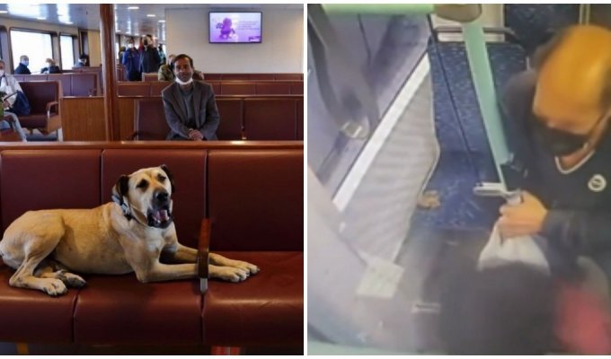 В Турции мужчина решил подставить знаменитого пса, подбросив фекалии в транспорте, но был рассекречен (2 фото + 1 видео)