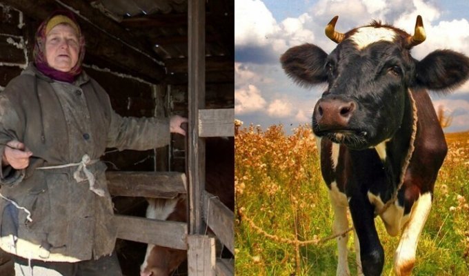 Воронежская пенсионерка собрала коноплю коровам на лекарство. Теперь ее проверяет полиция (5 фото + 1 видео)