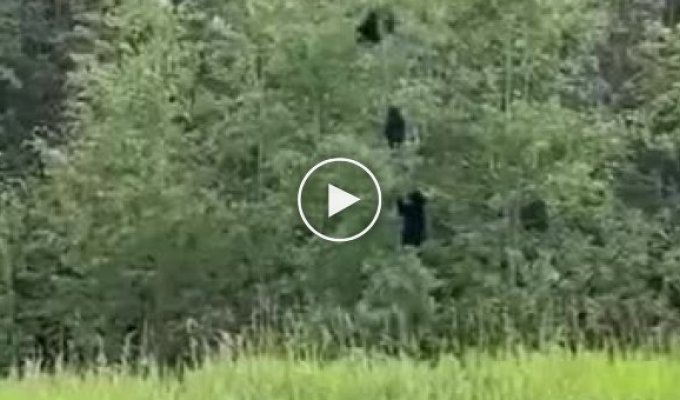 Якутские медвеженки которые решили проверить на прочность дерево