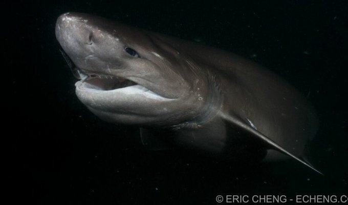 Шестижаберная акула: Хищник в нирване. Род, которому уже 60 млн лет. Их глаза светятся, а способ укуса максимально кровожадный (8 фото)
