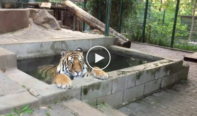 Тигр охотится на тигра