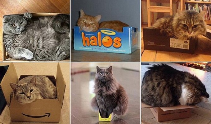 Кошки и коробки: им нельзя друг без друга! (19 фото)