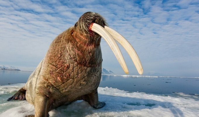 Розовеют к старости и белеют в воде: интересные факты из жизни моржей (8 фото)