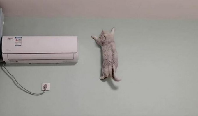 Кошка карабкается по стене, как профессиональный альпинист (3 фото)