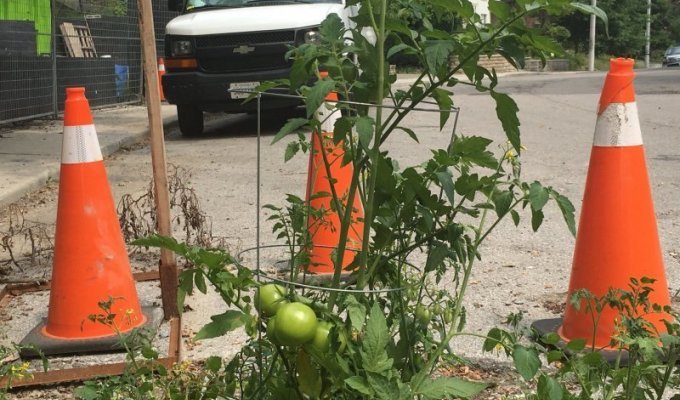 Канадцы вырастили помидоры в яме на дороге, чтобы привлечь внимание властей (6 фото + 1 видео)