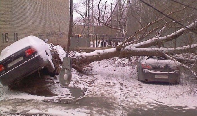 В Москве природа борется с количеством авто (4 фотографии)