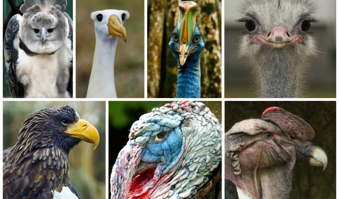 Самые крупные птицы мира (16 фото)