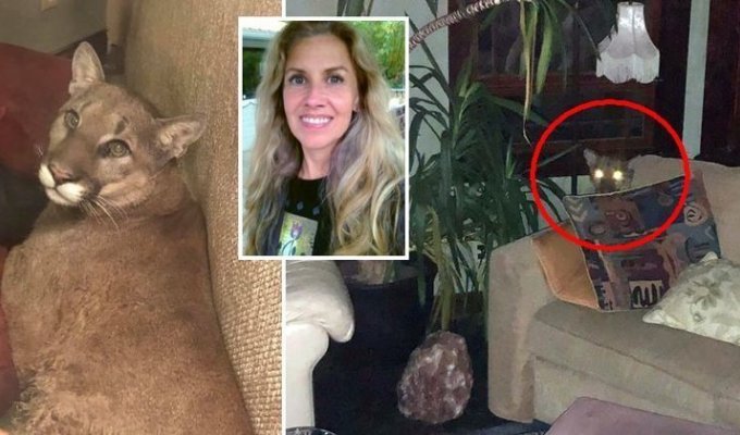 Американка обнаружила в своей гостиной льва, и телепатически заставила его уйти (14 фото + 3 видео)