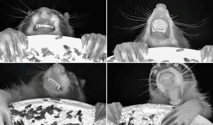 Камера кормушки для птиц делает забавные снимки животных, наслаждающихся полуночным пиршеством (3 фото + 1 видео)