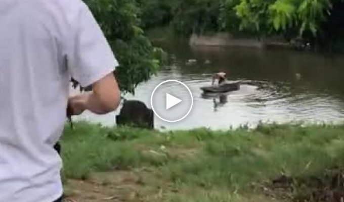 Бравый пес спас «тонущего» в реке хозяина