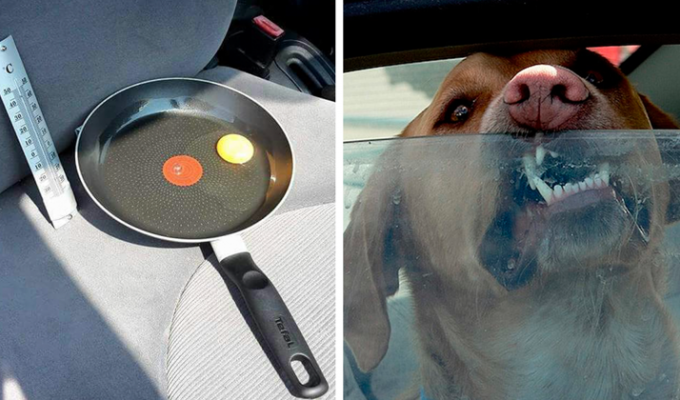Никогда не оставляйте собак в машине в жаркую погоду (8 фото)