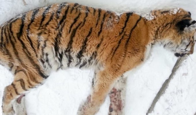 Хабаровчане обнаружили на веранде… неподвижную тигрицу! Но она пришла не ссориться (3 фото)