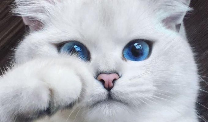 Подборка самых красивых кошек (29 фото)