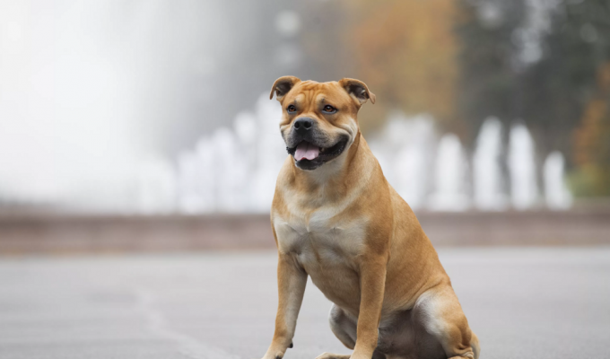 Ка-де-бо: как древнюю породу собак возродили из пепла (6 фото)