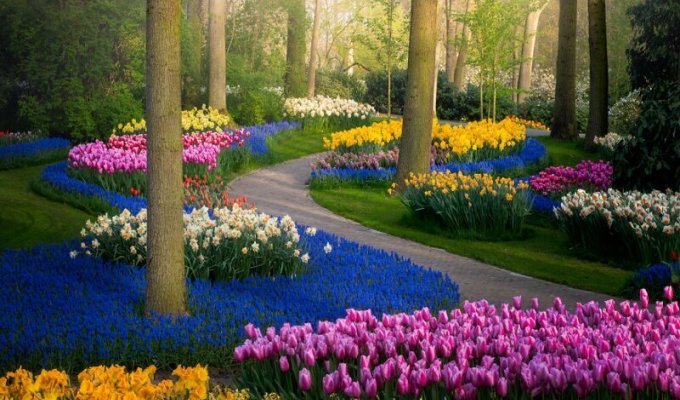 Самый красивый в мире парк тюльпанов пустует впервые за 70 лет (28 фото)
