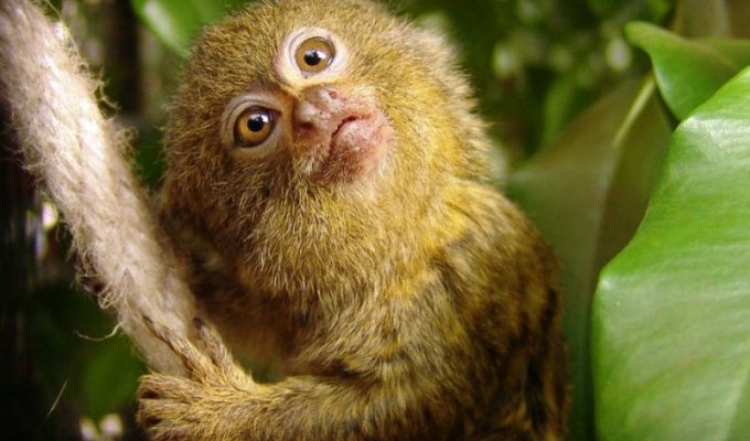 Карликовая мартышка – самая маленькая обезьянка (18 фото)