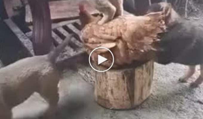 Щенок забрался на курицу, чтобы стащить лакомый кусочек со стола