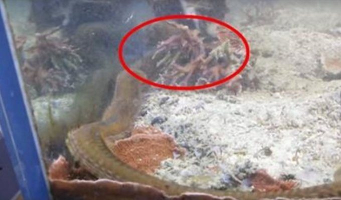 Вот что мужчина обнаружил в аквариуме, который не чистили два года (10 фото)