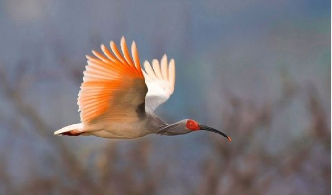 Фотоконкурс самых редких птиц мира (13 фото)