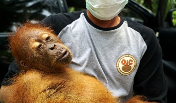 Пальмовые плантации наступают: орангутанам пришлось искать новый дом (16 фото)