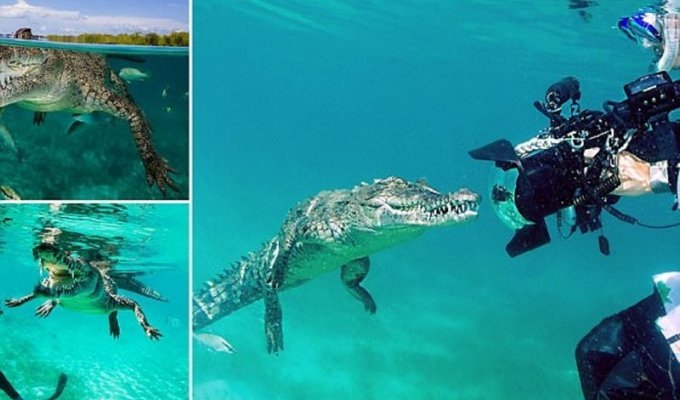 Ныряльщик рискнул жизнью ради фотографий крокодила! (13 фото)
