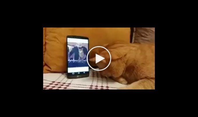 Слепой кот узнал музыку хозяина