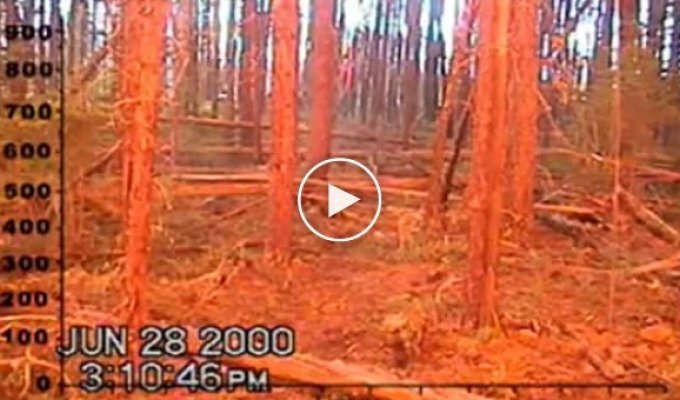 Лесной пожар заснятый на камеру