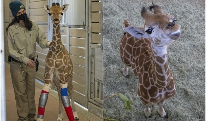 Команда врачей спасла маленького жирафа, вылечив ему ноги (7 фото + 1 видео)