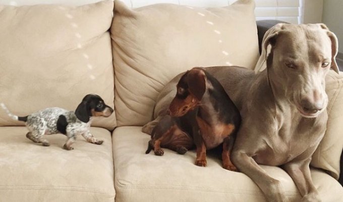 Две собаки приняли в семью третьего щенка и стали лучшими друзьями (13 фото)