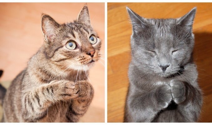 Просите и получите: проверенное жизненное руководство от котиков (25 фото)