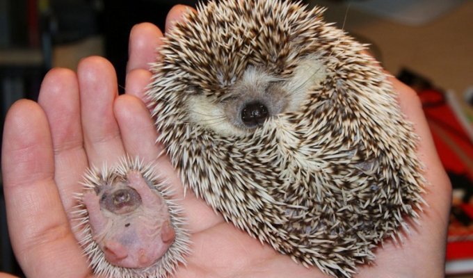 18 очаровательных новорожденных животных, которые растопят ваше сердце (19 фото)