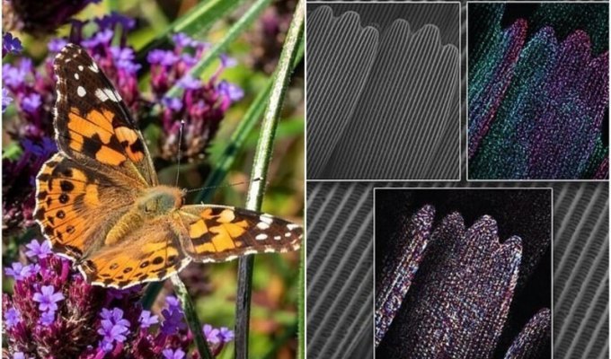 Ученые засняли удивительный процесс - формирование крыла внутри бабочки-куколки (7 фото + 1 гиф)