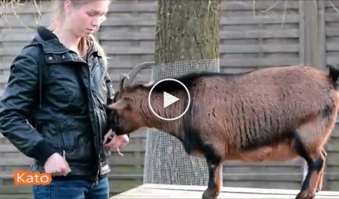 Девушка научила домашних коз и кур выполнять собачьи трюки