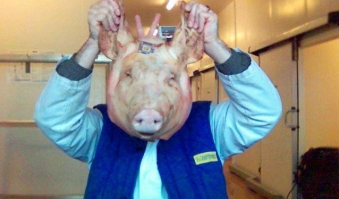 Трансплантация человеку внутренних органов свиней: преодолен последний барьер (12 фото)
