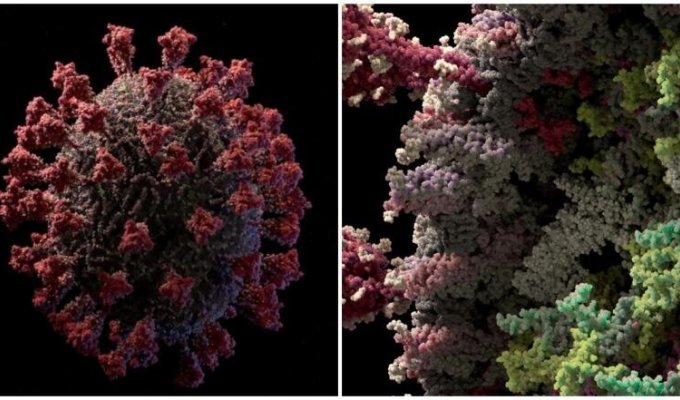 Российская студия создала достоверную 3D-модель коронавируса с разрешением до атомов (2 фото + 1 видео)