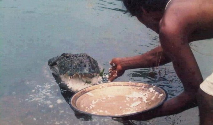 Крокодилица 70 лет прожила в пруду при храме и полностью изменила рацион питания (1 фото)