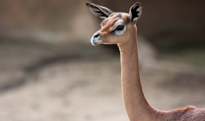 Элегантная антилопа с шеей жирафа ... (2 фото)
