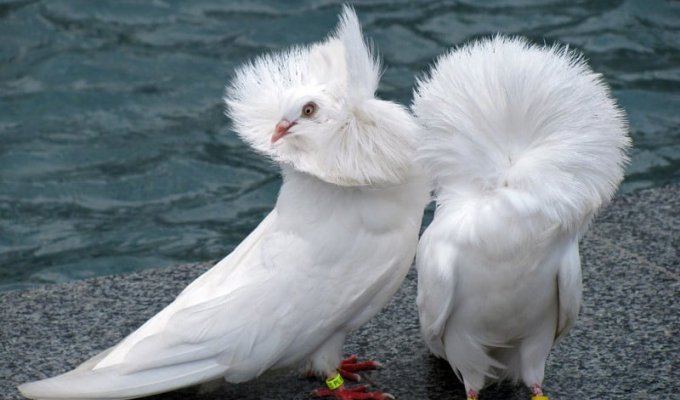 Якобинский голубь: селекция на грани абсурда (7 фото)