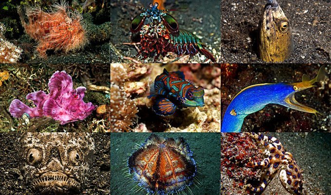 Подводный зоопарк удивительных существ в Индонезии (28 фото)