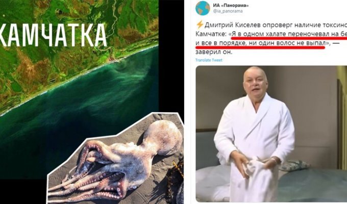 "У осьминогов просто упал сахар": жесткая реакция соцсетей на камчатскую трагедию (21 фото)