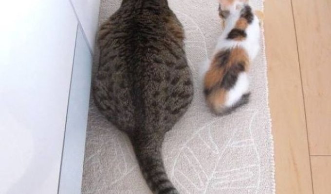 Толстый кот (4 фото)