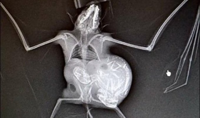 Подборка необычных рентгеновских снимков (15 фото)