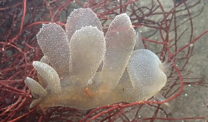 Мелибе леонина: Жуткий моллюск расправляет ротовой капюшон, чтобы схлопнуть в нём свою добычу (6 фото)