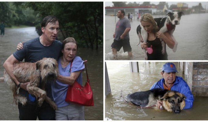 Спасение собак от урагана «Харви» (24 фото)