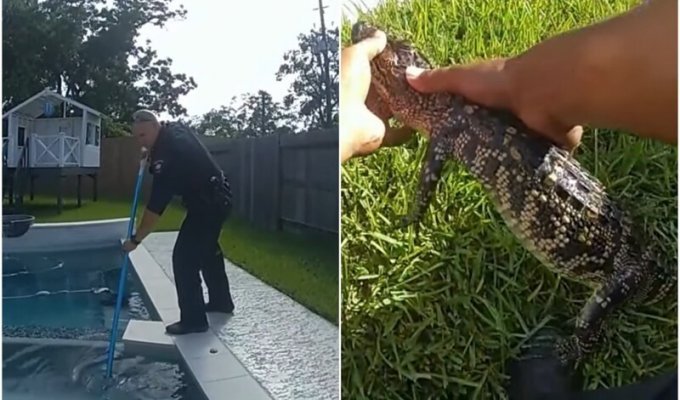 В Техасе "задержали" бесцеремонного аллигатора (3 фото + 1 видео)