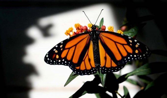 Метаморфозы и рождение бабочки-монарха (27 фото)