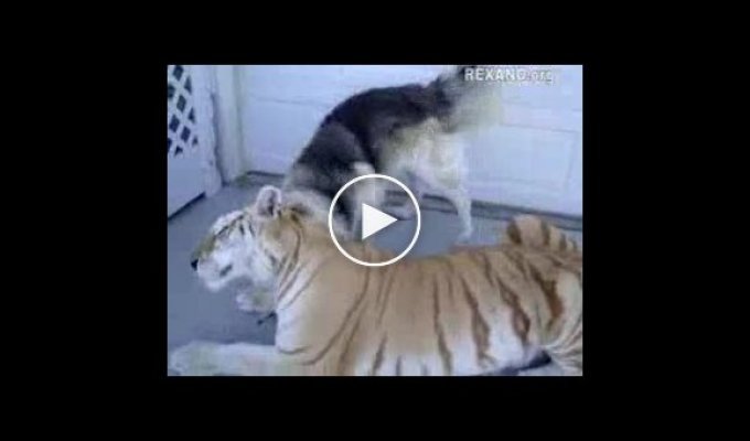 Собака и тигр играются вместе